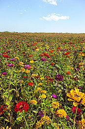 《怪物猎人：荒野》宣布举行第二次公测 2月7日开启